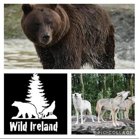 Holly 公寓 莱特肯尼